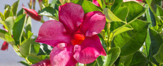 dipladenia
