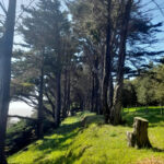 Arbres du parc