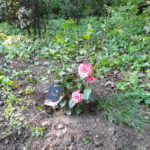 Un parc fleuri